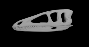 Coelophysis Skull
