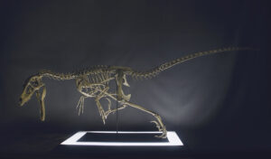 Full Size Velociraptor Skeleton Part02/05 @ Pinshape