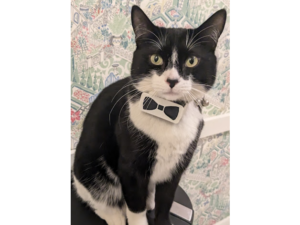 Bowtie decoration for Tractive GPS tracker CAT mini by doctor567
