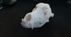 skull german shepard