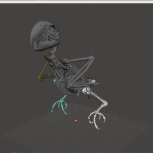 Macow Skeleton