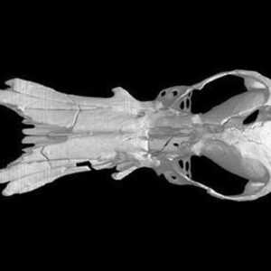 Obdurodon dicksoniFossil, Fossil Platypus skull